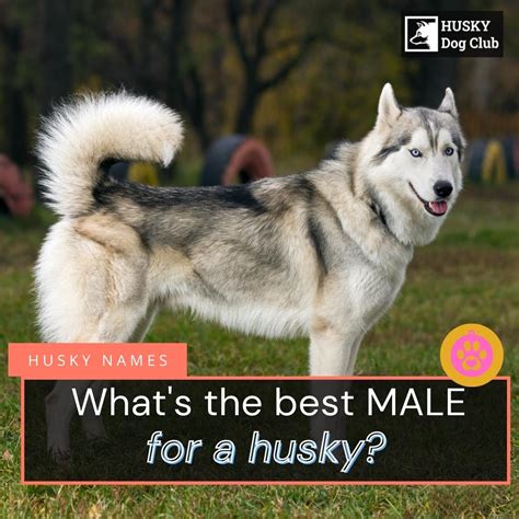 400+ Male Husky Names In 2023 | Husky Dog Club