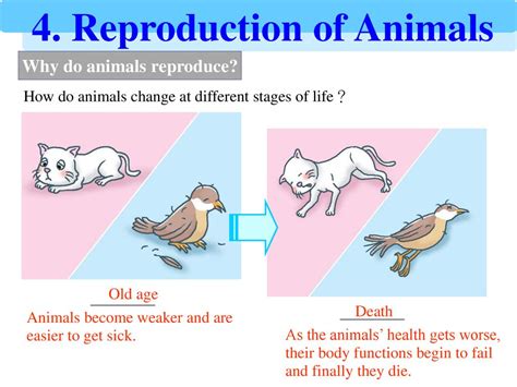 Animals Reproduction