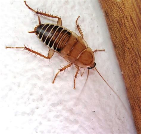 8 Types of Cockroaches Found in the Home - Lawnstarter