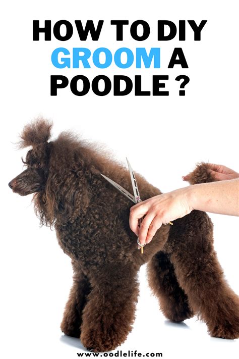 a poodle being groomed by someone with the text how to diy groom a poodle?