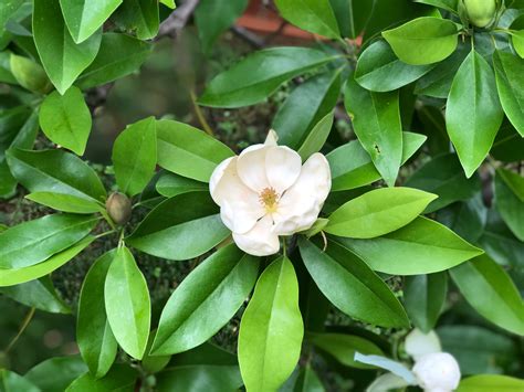 Sweet Bay Magnolia - Magnolia virginiana | Thomas Jefferson's Monticello