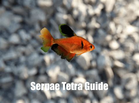 The Ultimate Care Guide for Serpae Tetra - Tetra Guide | Best Products & Care for Tetra