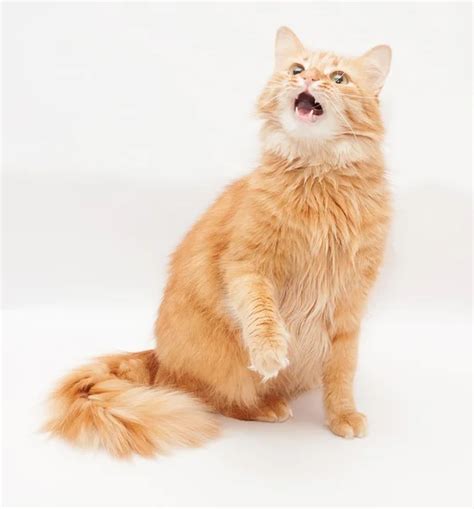 Fluffy cat with green eyes meows loudly, opened his mouth - Stock Image ...