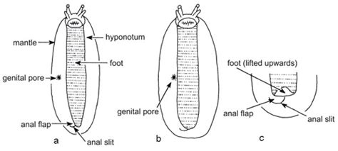 terresterial slugs of Florida