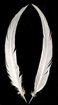 Silver Pheasant Tail Feathers 25-27" - per feather