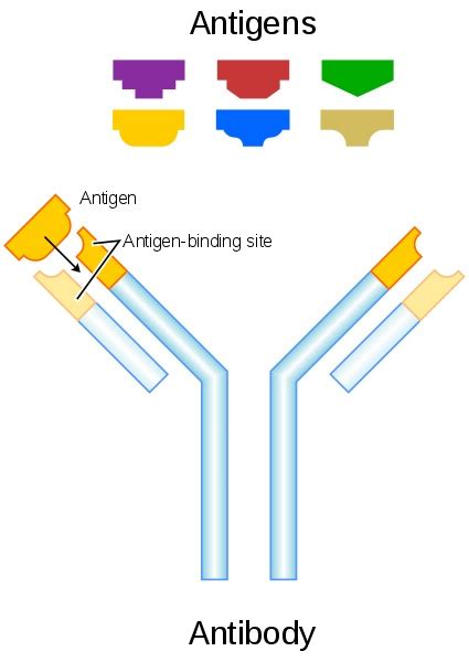 What is the Difference Between an Antigen and a Hapten - Pediaa.Com