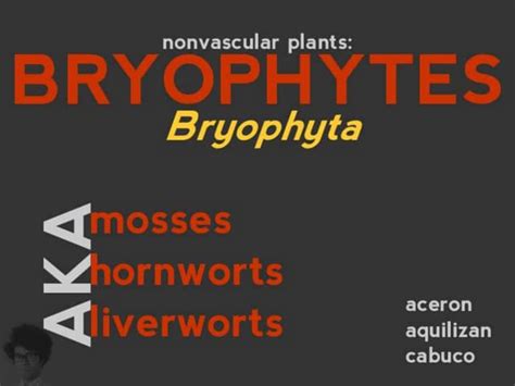 Bryophyta | PPT