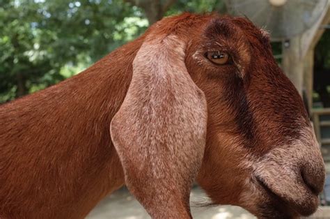 Goat - Zoo Atlanta | Petting zoo at Atlanta zoo. | Donald West | Flickr