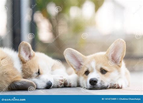 Closeup of Group Lovely, Cute Corgi Dog Puppies Lying, Relaxing and ...