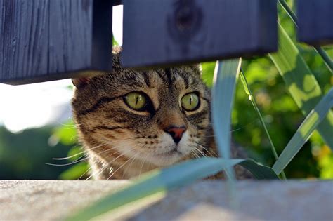 10 Simple Ways To Cat-Proof A Fence - Cats.com