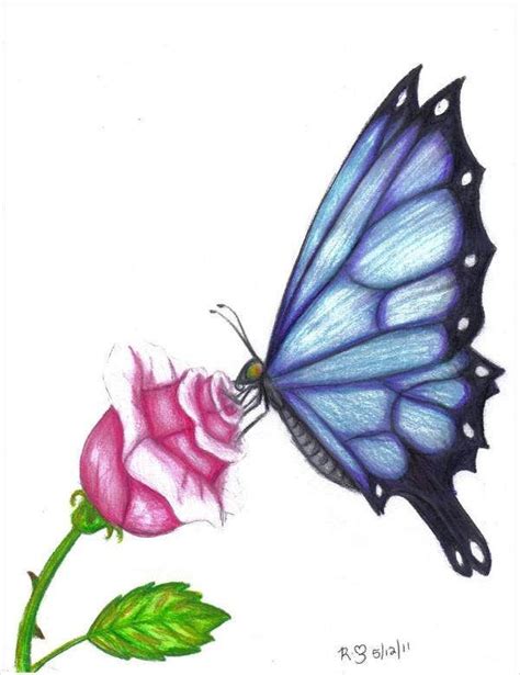 Designer Butterfly Drawing With Colour - pic-vomitory