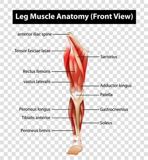 Leg Muscle Anatomy Chart