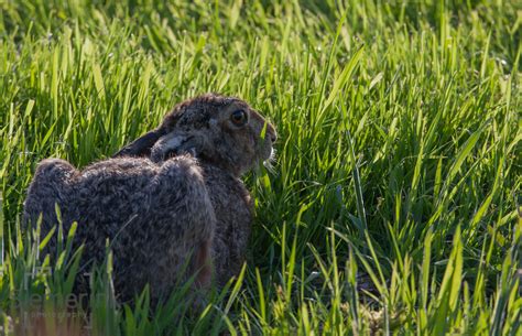 Wildlife the Netherlands – Siemerink Photography