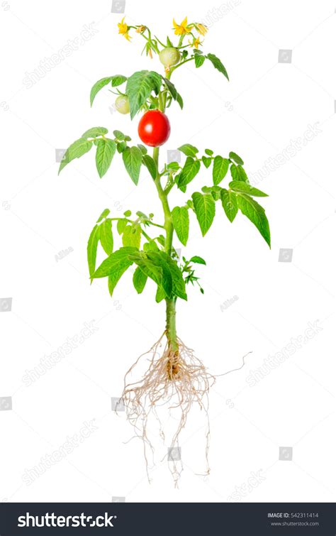 12,404 imágenes de Tomato plant roots - Imágenes, fotos y vectores de ...