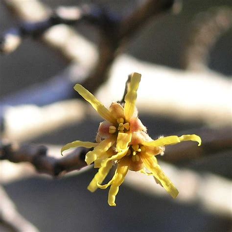 Nature in the Ozarks: Witch-Hazel