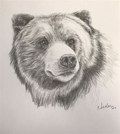 Original bear pencil drawing Nicolae Art artist Nicole Smith sketch 9x12