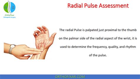 Palpate Brachial Pulse