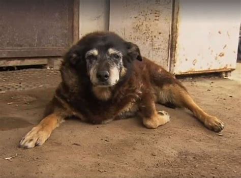 ‘World’s oldest dog’ Maggie the Kelpie dies aged 30 in Australia | The Independent | The Independent