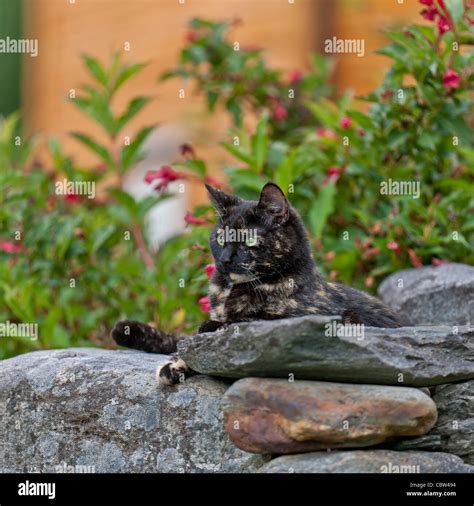 Calico Cat Green eyes kitten Stock Photo - Alamy