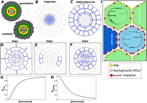 Expression and regulation of the auxin transporters. (A) Geometric and... | Download Scientific ...