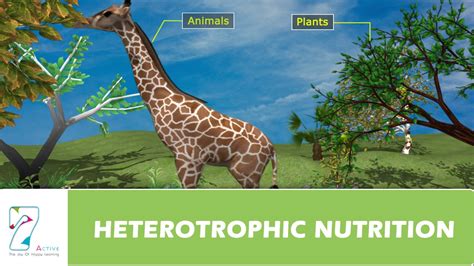 HETEROTROPHIC NUTRITION - YouTube