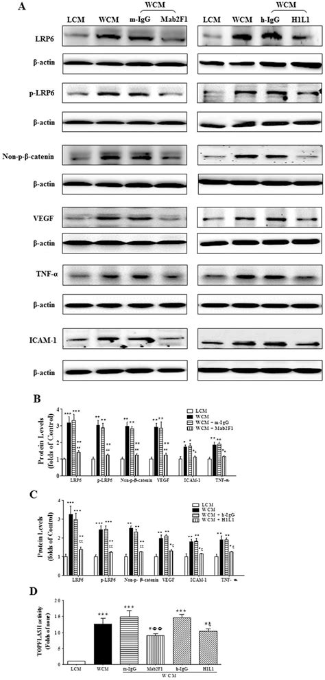 Inhibition of Wnt Ligand-induced Activation of Wnt Signaling and ...