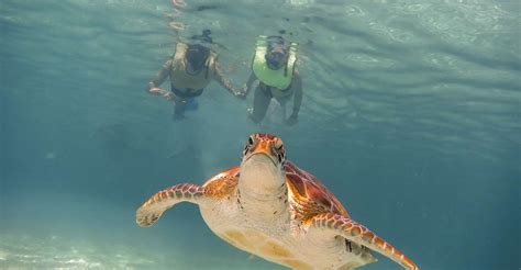 Cancun: Akumal Turtles and Cenote Snorkeling Tour | GetYourGuide