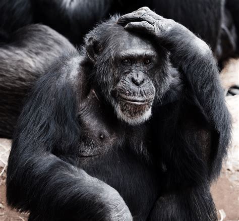 Old Chimpanzee Free Stock Photo - Public Domain Pictures