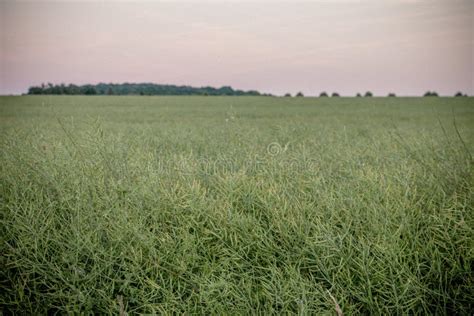 Grassland, Ecosystem, Prairie, Field Picture. Image: 124939323