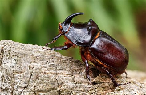 Rhinoceros Beetles - The Portugal News