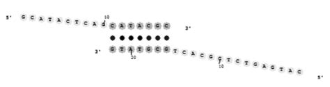 Myth 4: “Primer Dimer” Artifacts Are Due to Dimerization of Primers - DNA Software