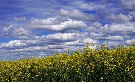 Field Of Rapeseeds Heaven Clouds - Free photo on Pixabay - Pixabay