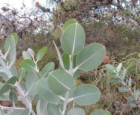 Esperance Wildflowers: Eucalyptus pleurocarpa – Tallerack