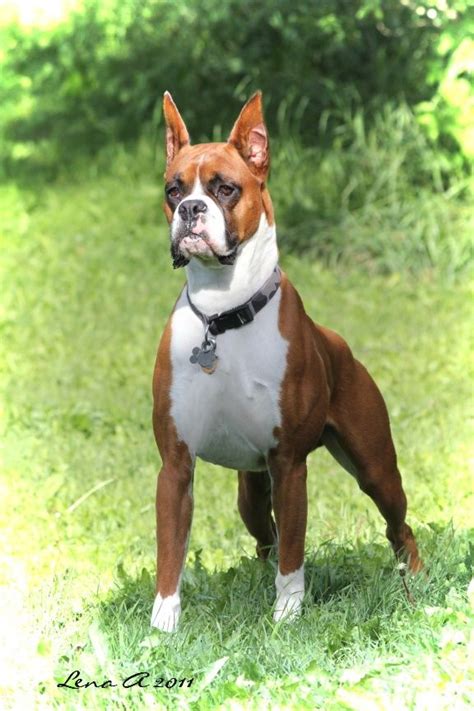 white boxer bulldog with cropped ears - Google Search | Boxer dog breed, Boxer dogs, Boxer dogs ...