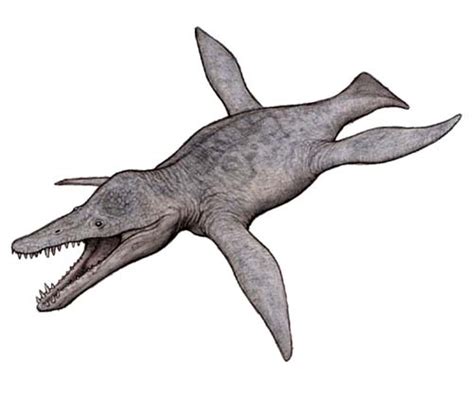 Kronosaurus | Dinopedia | FANDOM powered by Wikia