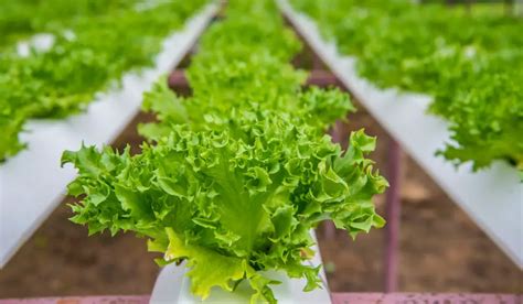 Hydroponic Lettuce At Home (A Complete Growing Guide)