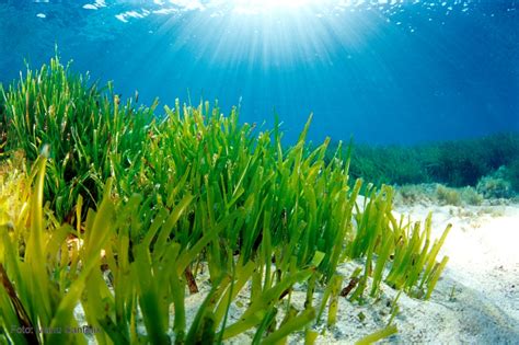 La ‘Posidonia oceánica’ está en regresión desde hace medio siglo ...