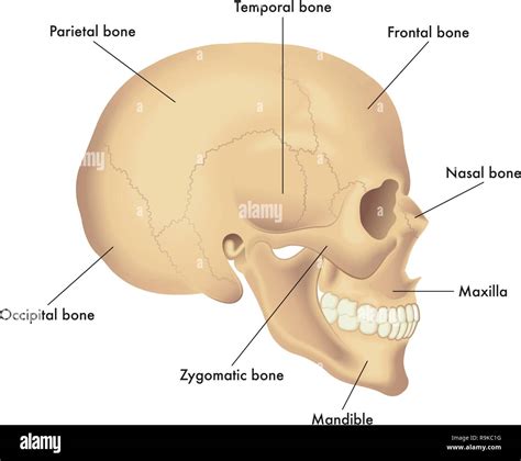 Maxilla mandible hi-res stock photography and images - Alamy