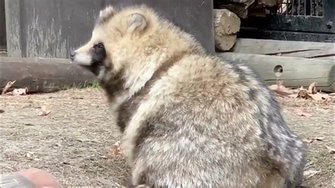 【Cute Japanese Raccoon Dogs】Tanukis in Winter Snow! Adorable Baby Tanukis Interaction and ...