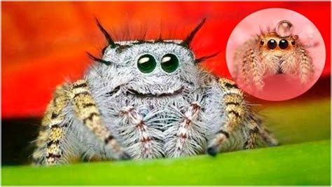 Spiders Are Cute And Here Are 8 Fabulous Reasons Why