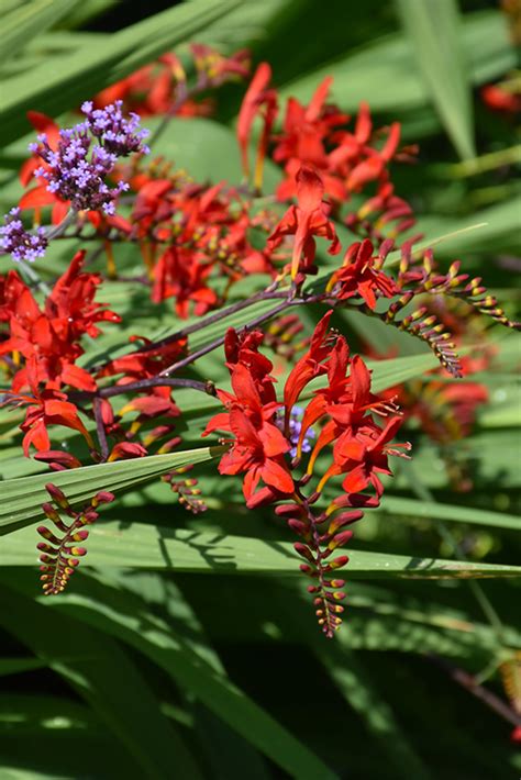 Lucifer Crocosmia (Crocosmia 'Lucifer') in Vancouver Victoria Burnaby ...