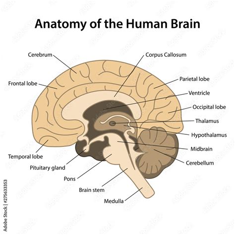 Anatomy of the human brain.Sagittal cut. Structure of the human brain with main parts labeled ...