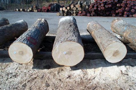 Hardwood Logs - Tumac, Inc. - Global Sourcing & Distribution