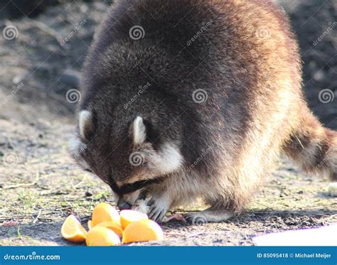 Raccoon eating stock photo. Image of sunway, park, walking - 85095418