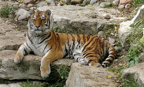 File:Siberian Tiger.jpg - Wikipedia