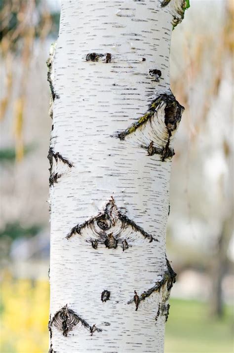 White Birch Tree Bark Close-up Stock Image - Image of outdoors, season: 181631179