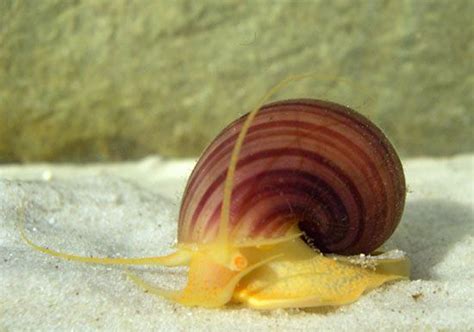 Freshwater snail | gastropod | Britannica.com