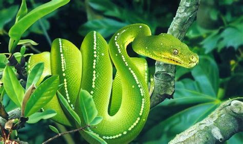 Green Tree Python Care Guide: Diet, Habitat & Behavior