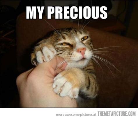 25 Cute Funny Cat Pictures with Captions