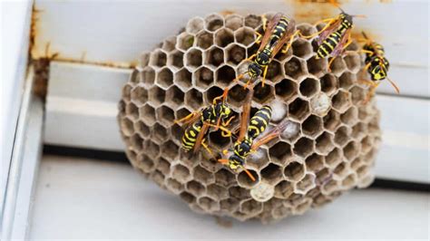 Wasp Nest: Signs, Identification, and How to Get Rid of Them